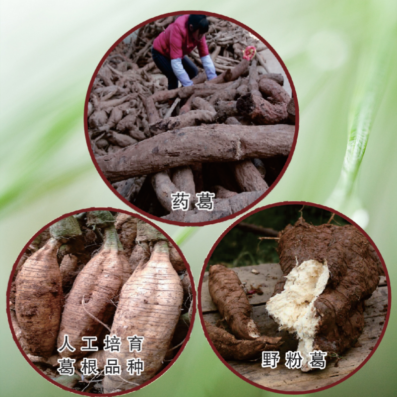 1758009641102282.png 葛根的分布_副本.png