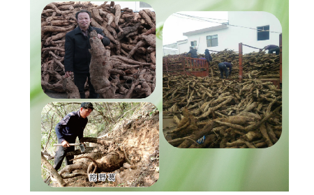 一勺野生葛根粉里的「古今對話」，從古籍記載到現代餐桌的清涼傳承