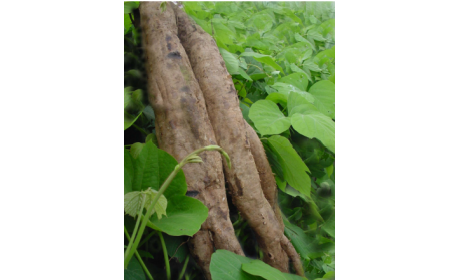 吃了這么多年的野生葛根粉，你吃對(duì)了嗎？