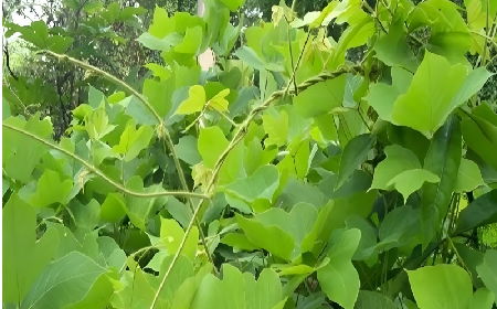 七夕寵妻狂魔就選它！二月風(fēng)雙有機(jī)野生葛根粉，健康又有文化味 