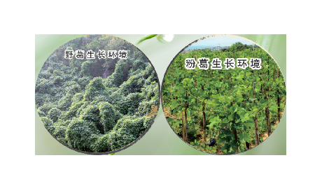 高學(xué)歷養(yǎng)生黨親測(cè)：這款雙有機(jī)野生葛根粉，憑什么成日常優(yōu)選？?