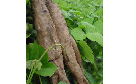 長(zhǎng)期吃葛粉是養(yǎng)生還是傷身？科學(xué)解讀它的三大益處，讓你吃得更明白！