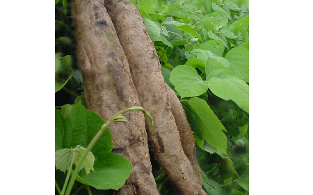 葛粉是什么？解鎖這份藏著千年文化與養(yǎng)生智慧的天然食材