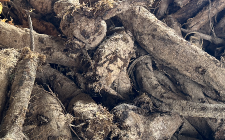 二月風(fēng)有機(jī)野生葛根粉：喚醒東方食材的時(shí)令智慧